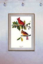 Audubon Cardinal 15x22 Hand Numbered Ltd. Edition birds Art Print - £38.70 GBP