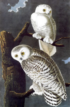 Audubon Snowy Owl 30x44 Fine Art Hand Numbered Ltd. Edition - £120.64 GBP