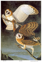 Audubon Barn Owl 30x44 Hand Numbered Edition Art Print - £119.88 GBP