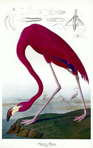 Audubon Flamingo 30x44 Hand Numbered Edition Fine Art Print - £117.33 GBP