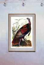 Audubon Wild Turkey 15x22 Hand Numbered Ltd. Edition  Beautiful Art Print - £38.70 GBP