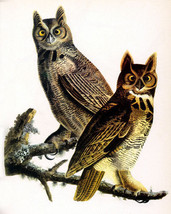 John James Audubon Great Horned Owl 15x22 Hand Numbered Ltd. Edition Art Print - £39.15 GBP