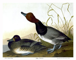 Audubon Red-Headed Duck 30x44 Double Elephant Folio Hand Numbered Edition - £112.72 GBP