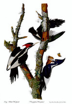 Audubon Ivory-Billed Woodpecker 30x44 Hand Numbered Edition Fine Art Print - $150.00