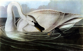 Audubon Trumpeter Swan 22x30 Hand Numbered Ltd. Edition Bird Art  Print - $120.00