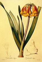 Cyrtanthus 22x30 Botanical Garden Flower Art Print Hand Numbered Ltd. Ed... - £94.42 GBP