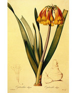 Cyrtanthus 22x30 Botanical Garden Flower Art Print Hand Numbered Ltd. Ed... - £94.16 GBP