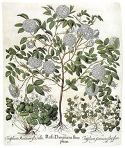 White Rose 22x30 Botanical Garden Flower Art Print Hand Numbered Edition - $120.00