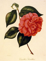 Camellia 22x30 Hand Numbered Ltd. Edition Botanical Garden Flower Art Print - £95.92 GBP