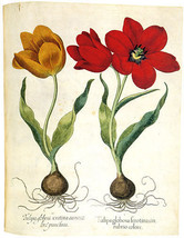 Yellow and Red Tulips 22x30 Hand Numbered Edition Botanical Garden Flower Art - £94.42 GBP