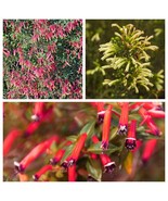 SRN 10 Mixed Cigar Plant Cuphea Ignea Red Pink White Firecracker Flower ... - €9,75 EUR