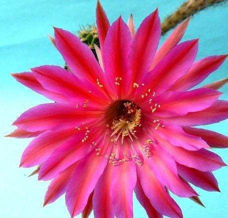 Echinopsis Cabaret syn Trichocereus CABARET