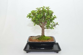 Mini jade ( money plant ) perfect for indoor, 10 years old, broom style. - £68.57 GBP