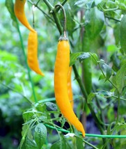 Fresh Seeds 10 Aji Guyana Pepper Seed Hot Spicy Fruity - £17.06 GBP