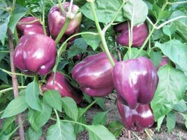 100 Seeds Purple Beauty Sweet Bell Pepper Seed Organic Vegetable Garden Containe - £7.18 GBP