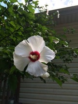 White With Cherry Center Rose Of Sharon Bush Shrub 100 Seeds Grown Garde... - $8.97