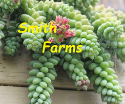 USA SELLER 25 Seeds Donkey Tail Succulent Sedum Morganiaum Cactus Plant Garden C - £12.07 GBP