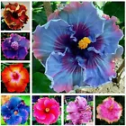 Seeds Hibiscus Red/Pink/White Mix Hibiscus Seeds Home Garden 100 Seeds - $5.99