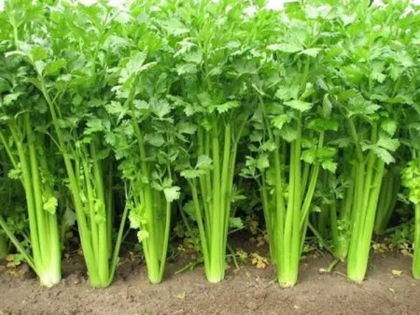 1000 Chinese Celery Seeds Non-Gmo Heirloom Garden - $5.98