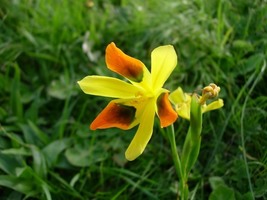Moraea Elegans - Cape Tulips - Yellow Black Spot Flower, 5 SEEDS D - £16.12 GBP