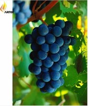 15 Xinjiang Summer Black Grape Fruits Seeds - $85.98 MXN