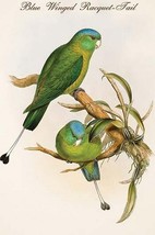 Blue Winged Racquet-Tail by John Gould - Art Print - $21.99+