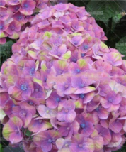 20 pcs Champagne Hydrangea Bonsai Rare ice Cream Hydrangea Flowers plantas Peren - £4.46 GBP