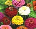 Sale 500 Seeds Mixed Colors California Giant Zinnia Elegans Flower  USA - £7.90 GBP