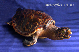 Loggerhead Sea Turtle Caretta Caretta Taxidermy Quality Scientific Zoology  - £678.65 GBP