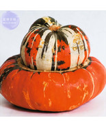 New Fresh Turban Squash Turks Cap Vegetable Seeds 10 Seeds Pack Winter S... - €12,61 EUR