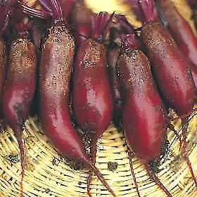 Beets Cylindra Long Red 1,000 seeds - £17.42 GBP