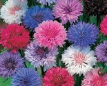 Cornflower / Bachelor Button Tall Mixed Cut Flowers Butterfliesnon-Gmo 2... - $8.99