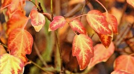 20 Miyadono Dwarf Trident Maple Seeds Acer Buergerianum Miyadono USA Seller - £10.16 GBP