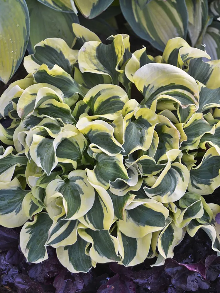 300 seeds Hosta Foliage Plant White Yellow &amp; Green Striped Slightly Curled Leave - £10.82 GBP