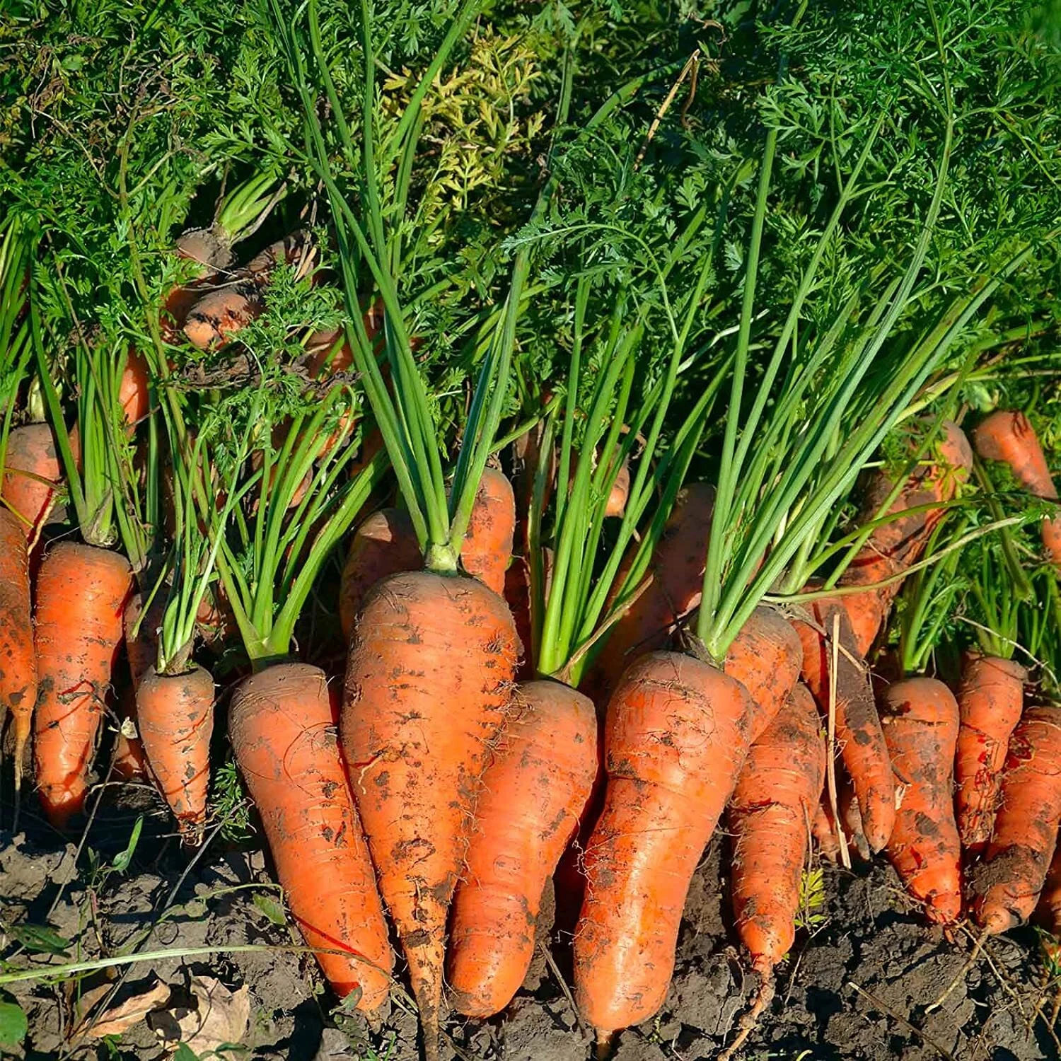 Royal Chantenay French Carrot Seeds | NON-GMO | Heirloom | Fresh Vegetab... - $4.55