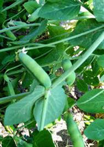Peas, Early Alaska, Heirloom, Organic 500+ Seeds, Tastes Great Fresh Or Canned - £10.27 GBP
