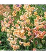 Fresh 1000 Madame Butterfly Bronze White Snapdragon Seeds for Garden - €9,41 EUR