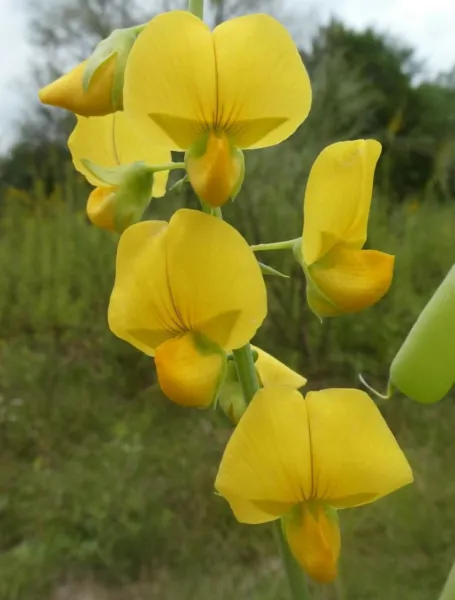 Crotalaria Spectabilis Rattlebox Showy Rattlepod Cats Bell 10 Seeds Fresh Seeds - $23.90