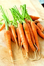 Carrot Spring Vegetable Garden NON-GMO Sweet Heirloom Salads USA 200 Seeds - £4.41 GBP