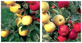 Dwarf Red Yellow Apple Tree 30 seeds easy grow bonsai organic fruits - £14.15 GBP