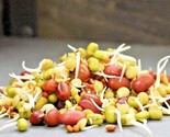 1/4 Lb- 5 Part Salad Organic Sprouting Mix Alfalfa Radish Mung Lentil Br... - $14.00