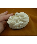 TNE-FROG-202C FROG metamorphosis life cycle amphibian TAGUA NUT Figurine - $38.32