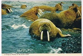 Postcard Group Of Walrus On The Arctic Coast Canadian North - $3.53