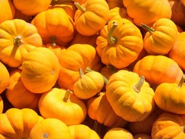 Sugar Pie Pumpkin Seeds - Organic & Non Gmo Pumpkin Seeds - Heirloom Seeds - Gro - £1.79 GBP