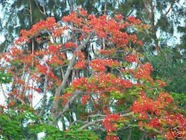 Royal Poinciana Delonix flamboyan flame tree exotic seed 50 seeds red flower - $12.99