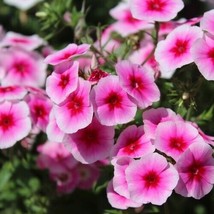 Pink Brilliant Phlox Flower 50 Seeds  - £6.16 GBP