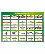Coarse Fish Species Poster A3 42x29cm BLPA3P49 Lake Pond Guide UK Photo ... - $260.83 MXN