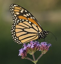 Fresh Seeds 150 Buenos Aires Verbena Brazilian Purple Bonariensis Patagonica Flo - £12.87 GBP