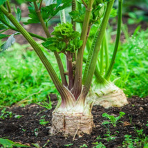 Celeriac Giant Prague 100 5000 Seeds Biennial Op Large Smooth Hardy Shel... - $4.99