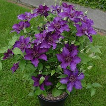 JGBOS Sell 25 Suzy Mac Clematis Seeds Climbing Perennial Plumeria Bloom Seeds - $9.00